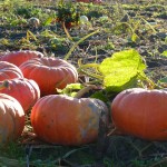 Find the perfect pumpkin then take that gourd on a horse-drawn covered wagon ride.

Located at:
229 W. Snoqualmie River Rd NE
Carnation, WA 98014

Find the pumpkin patch online here.