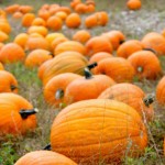 Take a tractor-pulled hay ride before finding your pumpkin from the farmstand or in the field.

Located at:
14237 228th Avenue SE Issaquah, WA 98027

Find the pumpkin patch online here.