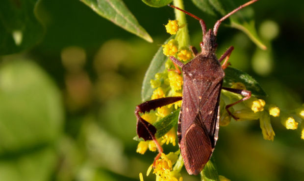 A state entomologist says the Western conifer seed bug is invading our area in much larger numbers ...