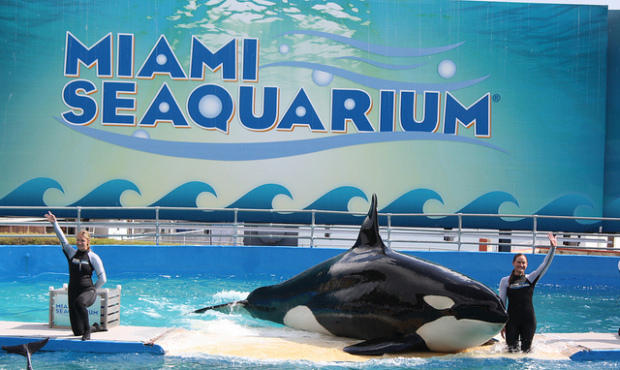Lolita performing a show at the Miami Seaquarium, where she has lived in the same tiny tank for the...