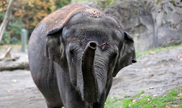The Elephant Justice Project has filed a lawsuit against the Woodland Park Zoo in King County Super...