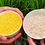 The problem: Vitamin A deficiency is a global public health issue affecting millions of children and pregnant women. 

A solution: Golden Rice is a type of genetically modified food containing beta carotene, a source of vitamin A. The project is still under development and evaluation.

Why it's cool: If golden rice provides the nutrition scientists believe it will, it could reduce the prevalence and severity of vitamin A deficiency. According to the foundation, it could prevent hundreds of thousands of unnecessary deaths and cases of blindness each year.

Find out more