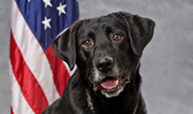 Barney, a Tacoma police dog, has died after ingesting methamphetamine during a narcotics investigat...