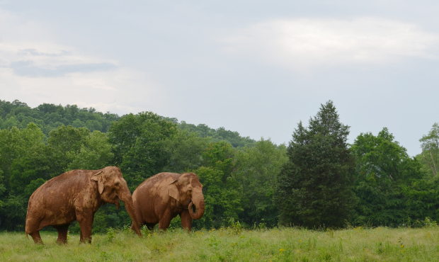 Elephants Shirley (67 years old) and Tarra (41 years old & the sanctuary’s first elephant...