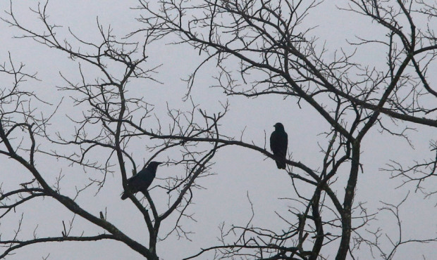 Crows are ever present in the Northwest. In fact, they gather in massive populations in Bothell. Wh...