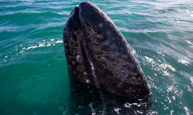 A gray whale surfaces in the Pacific Ocean waters March 3, 2015. (AP)...