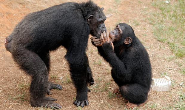 Two New York chimpanzees are being considered for legal personhood. (AP)...