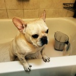 Texas gets ready for his bath. 