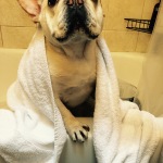 Texas towels off after his bath.