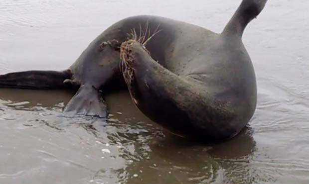 A sea lion experiences seizures, caused by eating fish that in turn feed on toxic algae. it is the ...