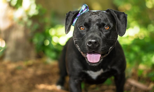 Meet Millie, a sleek and silly 4-year-old Pit Bull Terrier mix who is enthusiastic and athletic! (S...