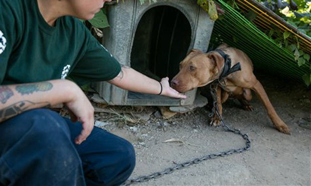 The Humane Society says hundreds of animals are killed by police every year and in most cases it ha...