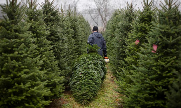 710 ESPN Seattle’s Mike Salk learned how to properly buy a Christmas tree the hard way. It&#8...