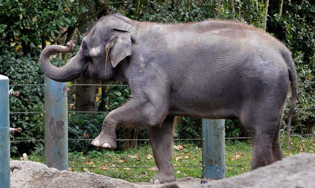 Chai the elephant died in the Oklahoma City Zoo in the elephant yard. PETA is blaming zoo operators...