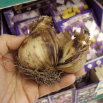 Spring bulbs in stores.

If you heeded the advice of Ciscoe Morris last Friday and visited the nursery for end of summer deals, you would have noticed they're stocking spring bulbs. According to master gardener and NW icon, Ed Hume, "the bulbs of spring flowering tulips, daffodils, hyacinths and crocus are planted during the fall months of September, October and November." Check out Hume's gardening calendar and find out when to fertilize, harvest, and sod a new lawn.  