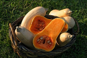 Summer and winter squash is both easy to grow and versatile when used in recipes, but many people d...