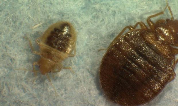 A University of Washington official says employees found bed bugs in some returned library books. (...
