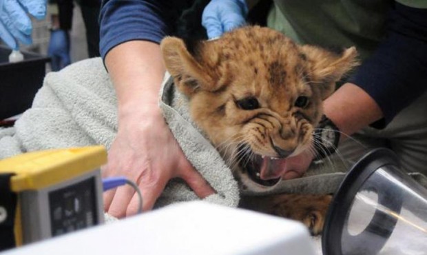 Recently the cubs growled as they underwent an adorable medical check up. (Ryan Hawk Photo/Woodland...