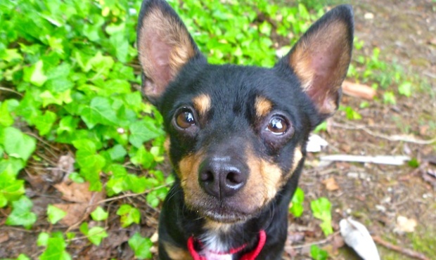 Meet Senor, 4-year-old Chihuahua mix with a charming personality. He’s this week’s pet ...