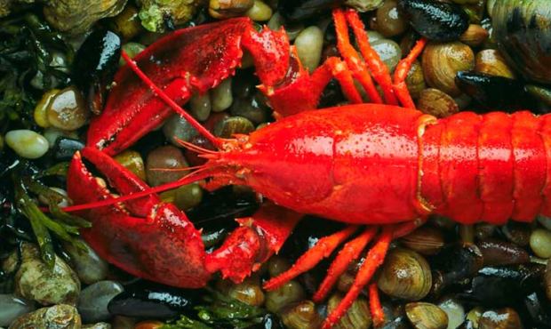 If you’re using frozen lobster, Tom Douglas says to thaw it by placing it in the refrigerator...