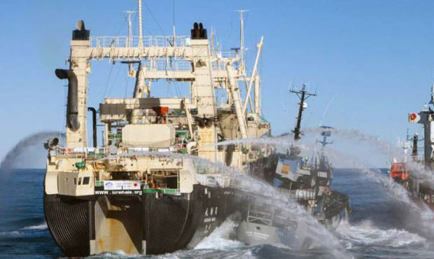 A Sea Shepherd ship comes betweenJapanese whaling ship Nisshin Maru (left) and the whaling fleet&#8...