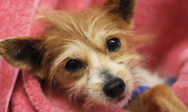Meet this week’s pet of the week: Kakuna. (Image courtesy Seattle Humane Society)...