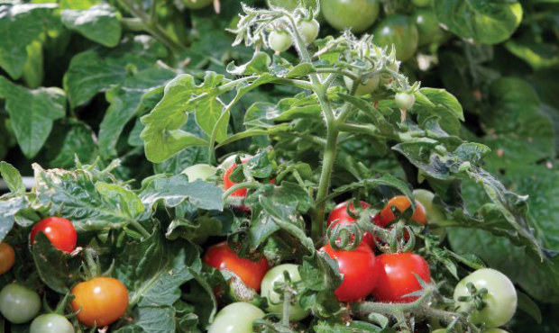 It’s time to sow tomato seeds indoors under grow lights if you want big, red tomatoes this su...