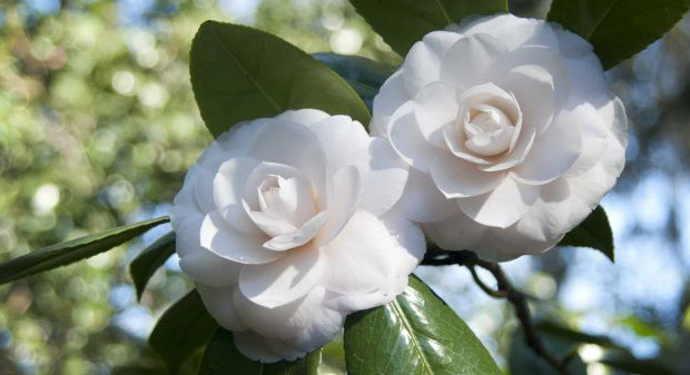 This week garden expert Ciscoe Morris offers tips on how to prune Camellias. (AP Photo/file)...