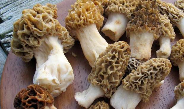 Chefs Tom Douglas and Thierry Rautureau share their tips for cooking seasonal morel mushrooms. (AP ...