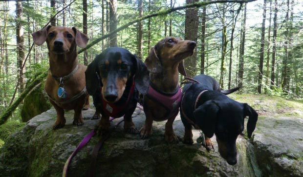 The Adventureweiners show that even with little legs, they can go for a good climb. (Image courtesy...