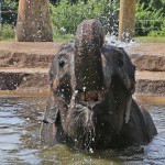 Chai from the Woodland Park Zoo in Seattle, splashes in the water in her new home at the Oklahoma City Zoo. 