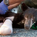 
 With his feet bandaged up, Cinder, a badly burned, 35 pound, female bear cub, is put into a crate before a flight from Pangborn Memorial Airport in East Wenatchee, Wash., to Lake Tahoe on Monday, Aug. 4, 2014. The bear was burned recently in a wildfire in the Methow Valley. (AP Photo/The Wenatchee World, Don Seabrook)
            