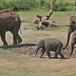 Chai, left, a 37-year-old Asian elephant from Seattle's Woodland Park Zoo, walks in the elephant enclosure with, from left, 6-month old Achara, four-year old Malee, and Chandra, who will turn 20 on July 2, at the Oklahoma City Zoo in Oklahoma City.