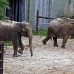 In this May 13, 2015 file photo, Chai, left, and Bamboo, right, two Asian elephants from Seattle, check out their new enclosure at the Oklahoma City Zoo. Chai, one of the two elephants that were at the center of a controversial move from Seattle's Woodland Park Zoo to Oklahoma City last year, has died. The Oklahoma City Zoo announced Saturday, Jan. 30, 2016, that Chai was found dead in the elephant yard. Chai and Bamboo arrived at their new home in Oklahoma City last spring.
            