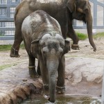 Bamboo, front, and Chai, rear, two Asian elephants from Seattle, check out their enclosure at the Oklahoma City Zoo in Oklahoma City on May 13, 2015. 