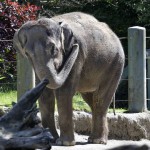 In this April 9, 2015 file photo, Chai, an Asian elephant, stands in her enclosure at the Woodland Park Zoo, in Seattle. Chai, one of the two elephants that were at the center of a controversial move from Seattle's Woodland Park Zoo to Oklahoma City last year, has died. The Oklahoma City Zoo announced Saturday, July 30, 2016 that Chai was found dead in the elephant yard. Chai and Bamboo arrived at their new home in Oklahoma City last spring.
