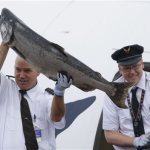 Alaska Airlines Capt. Jeff Meyer carries a 40-pound Copper River salmon off the plane as first officer Peter Michels looks on as the first shipment of the valuable fish arrives in Seattle from Cordova, Alaska, Friday, May 17, 2013. The arrival of the salmon, which is prized for it's taste and color, is a rite of spring in Seattle, and the fish bring top dollar in restaurants and fish markets. (AP Photo/Ted S. Warren)