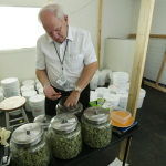 In this photo, Bob Leeds, owner of Sea of Green Farms, a recreational pot grower and processor in Seattle, examines different strains of pot in a room where pot is dried prior to weighing, trimming, and packaging. Plants normally hanging in the room had all been processed and packed away for packaging and distribution. (AP Photo/Ted S. Warren)