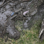 A shoe encased in mud sits at the edge of the site of a deadly mudslide Tuesday, March 25, 2014, in Oso, Wash. At least 14 people were killed in the 1-square-mile slide that hit in a rural area about 55 miles northeast of Seattle on Saturday. Several people also were critically injured, and homes were destroyed. (AP Photo/Elaine Thompson)